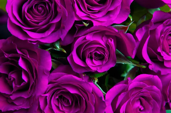 Workers harvesting roses